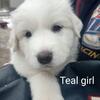 Great Pyrenees Pups