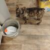 French bulldog 