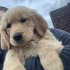 Female golden retriever 