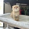 Female Scottish Fold 