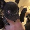 Beautiful French bulldog pups 8 weeks old
