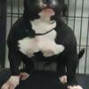 9 Month Pocket American bully 