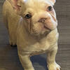 3months big rope French bulldogs carrying fluffy