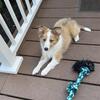 Shetland sheepdog puppies AKC registered for sale  summer sale