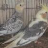 Cockatiels 