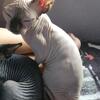 Sphynx kittens available Year round. Call us anytime