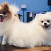 Pomeranian Male and female