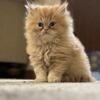 9 weeks old Persian kitten