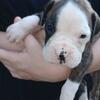 AKC Boxer Puppies 
