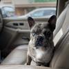 Blue Merle French Bulldog 3 yr old