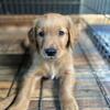 Golden retrievers looking for great homes