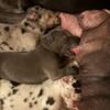Great Dane puppies ! Ready December 23 ☺️