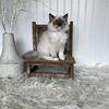 Beautiful TICA Ragdoll Kittens available now