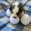 Toy Australian Shepherd Fall 