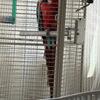 Green wing macaw female 8 years old