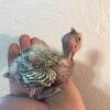 Baby Cockatiels for sale