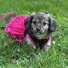 Female dachshund X papillon puppy