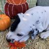 AKC reg .Dalmatian puppies
