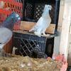 Uzbek and Turkish pigeons for sale.