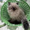 Registered Himalayan Kittens