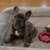 French Bulldog Puppies AKC 