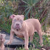 Female American Bully puppy