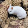 REW Netherland Dwarf Doe