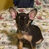 Frenchie mix Chihuahua 