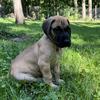AKC Great Dane puppies Ready Dec. 5th-10th