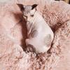 Sphynx kittens bambino  long legged