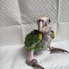 Yellow Shoulder Amazon (this is not a macaw Amazon was not available  in the category)