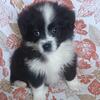 *ADOPTED*(bicolor) Pomapoo *Mini * Aussie Puppies. Parents 25lbs Smithfield VA 