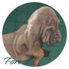 bloodhound Puppies Champion bloodlines!!