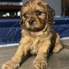 Cavapoo puppies