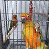 Baby Sun Conures