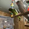 Parrotlets