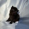 Exotic Shorthair Persian kitten