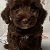 Australian Labradoodle Puppy Daisy