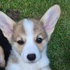 Corgi Puppies