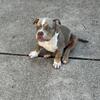 Pocket bully Lilac Tri Boy dog 4 bu 