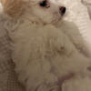 Maltipoo Puppies