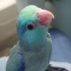 1 Parrotlets female