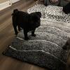 Beautiful, female pug 