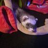 Bonded sister ferrets and cage for rehome