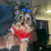 6month old Toy girl Yorkshire terrier