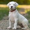 Charmingly healthy and playful : Dogo argentino for sale7300930479