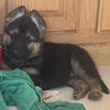 Akc German Shepherd pups males