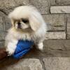 AKC Pekingese Pups! 