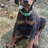 Well-Behaved Doberman Looking for a Forever Home