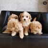  Beautiful Apricot Maltipoo Puppies